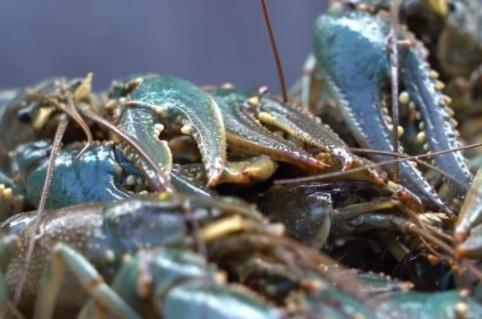 它在德國(guó) 泛濫 ,比小龍蝦還難弄,吃貨見后不淡定 來中國(guó)試試